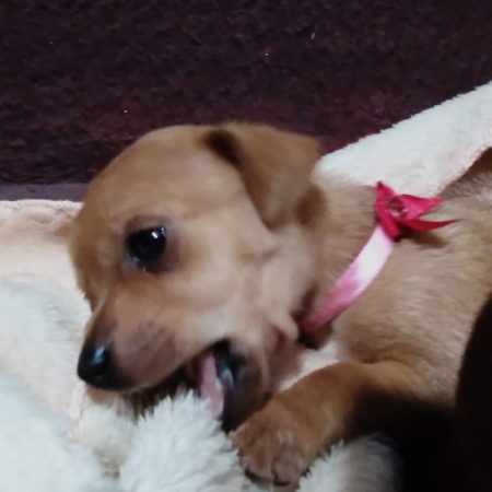 foto-pet-sem-nome